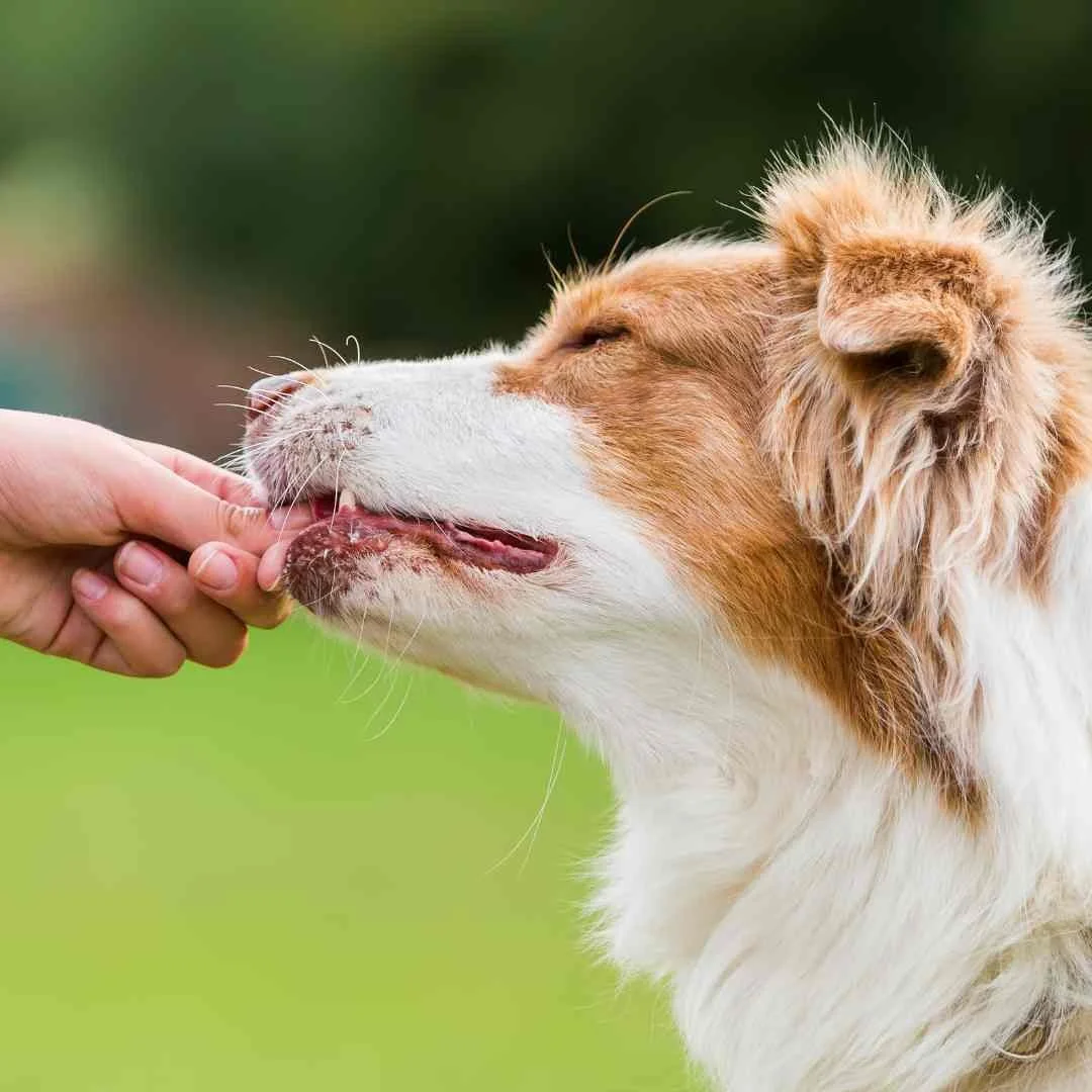 How to teach a dog to come without treats clearance
